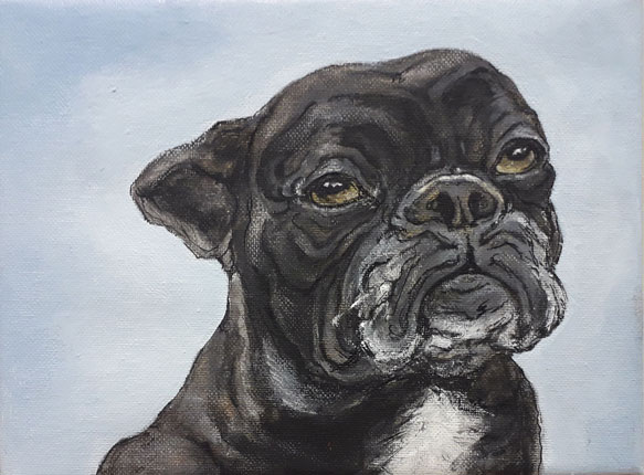 Franz Bulldogge