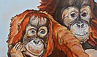 Orang Utan